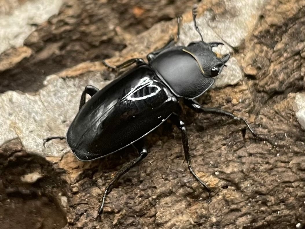 【WD】超貴重種《スピネウスノコギリクワガタ 36mmUP ペア B品》