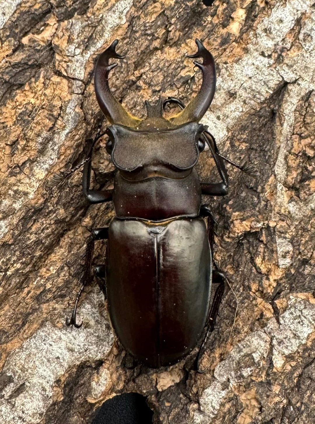 【WD】《フライミヤマクワガタ 56mm ペア》