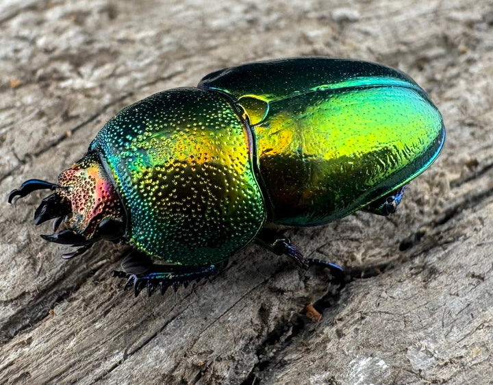 【WD】《パプアキンイロクワガタ アルファック産 23mm ♀単A’品》