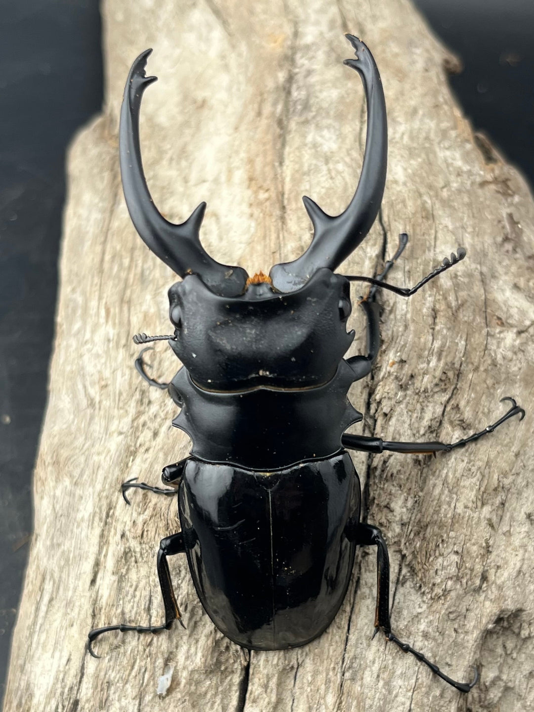 【WD】《インターメディアツヤクワガタ ロハス産 88mm ペア》