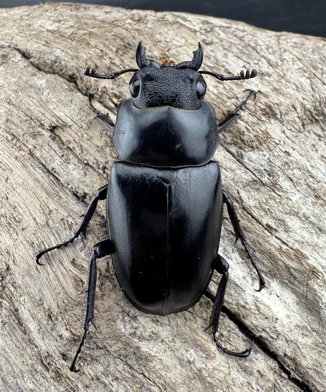 【WD】《 ギラファノコギリ亜種ケイスケ 96mm ペア》