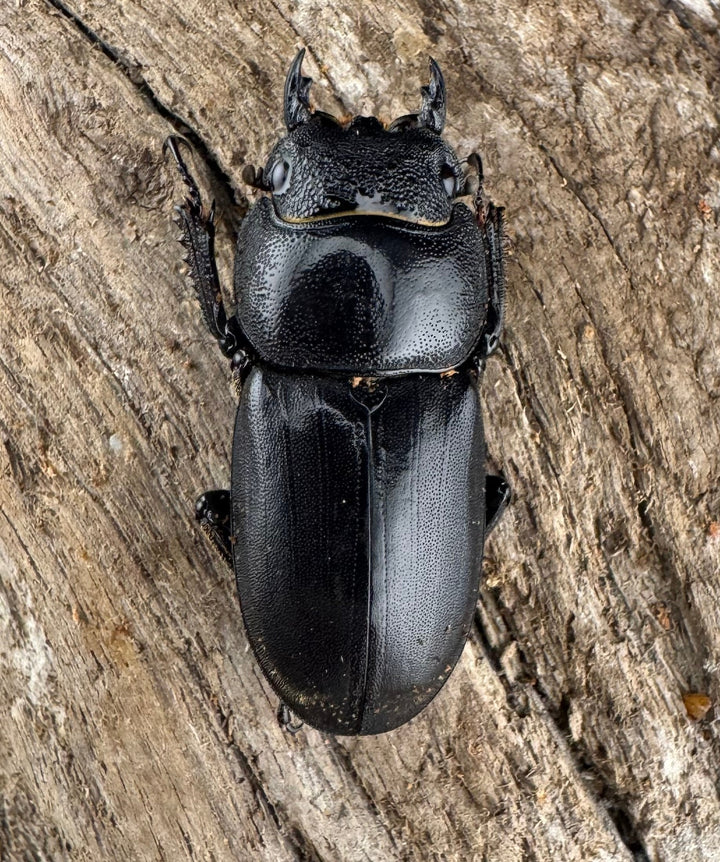 【WD】大型《カシブヒラタクワガタ 88mm ペア》