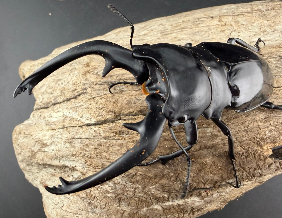 【WD】《インターメディアツヤクワガタ バタラザ産 97mm ペア》