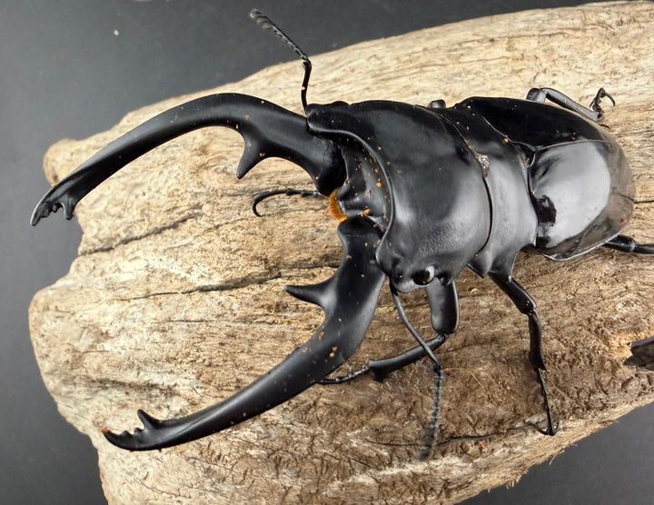 【WD】《インターメディアツヤクワガタ バタラザ産 97mm ペア》