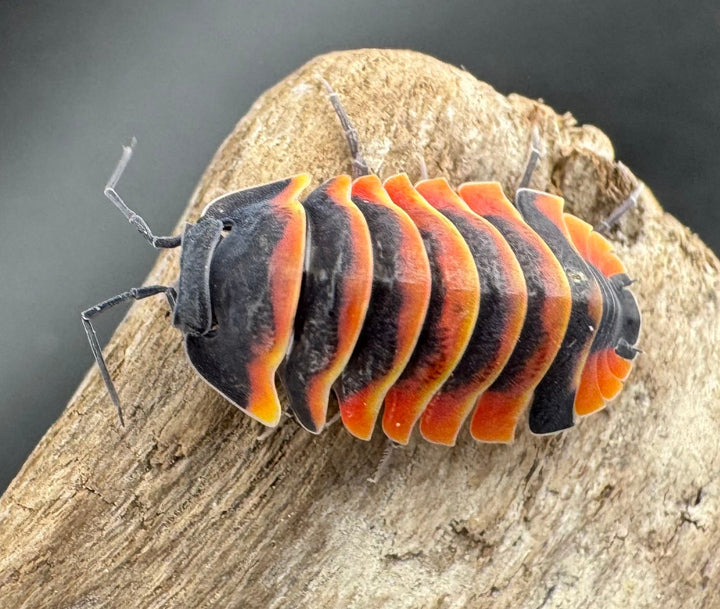 【CB】《メルラネラ エンビーバー Free 4頭セット》