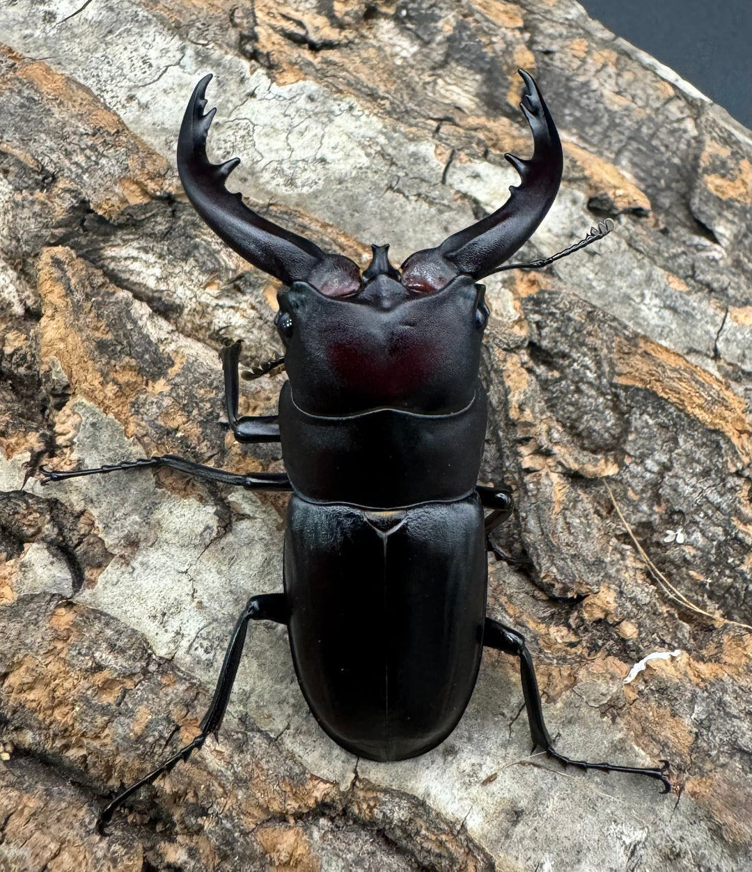 【WF1】《アマミノコギリクワガタ 赤タイプ 60mm ペア》