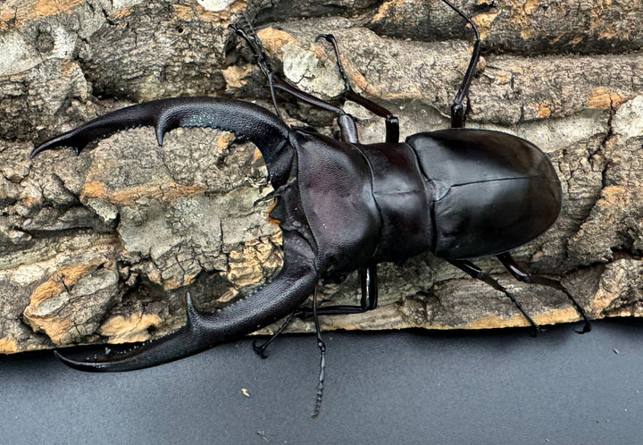 【WD】《マンディブラリスフタマタ 93mm ペア》