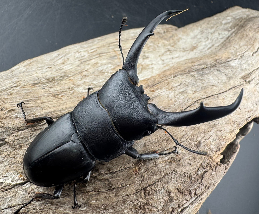 【WD】《ウンナンヒラタ(内歯消滅タイプ) 貴州省産 67mm A'品ペア》