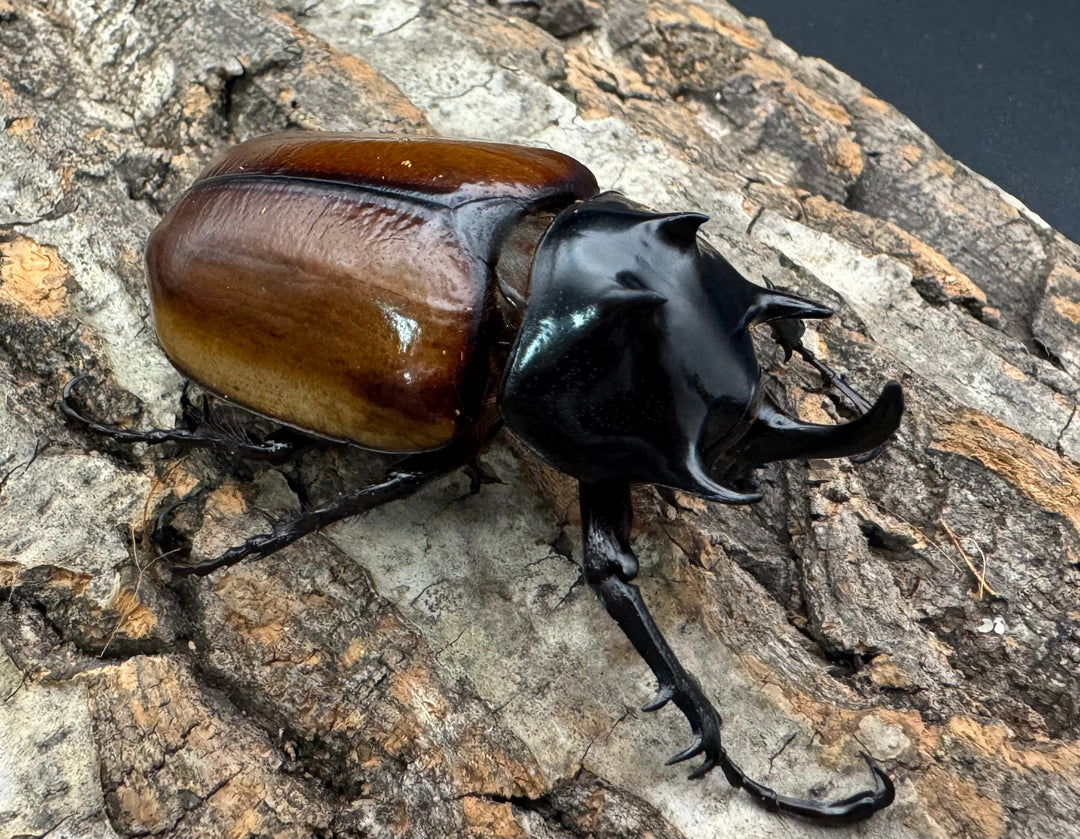 《ハードウィッケイゴホンツノカブト 黄色タイプ 62mm ペア》