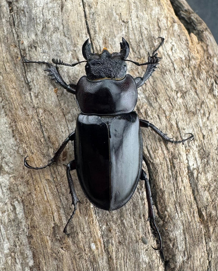 【WD】《ラエトゥスミヤマクワガタ 41.5mm ペア》