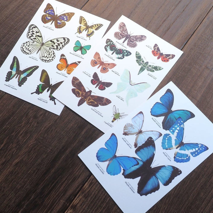 ポストカード 1枚入り（日本の蛾）