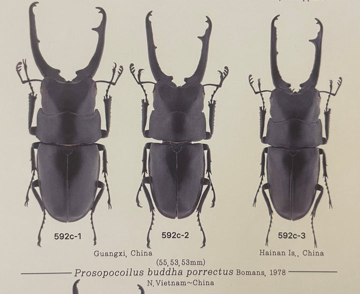 【WD】貴重種《ポレクトゥスノコギリクワガタ 47.5mmUP ペア B品》