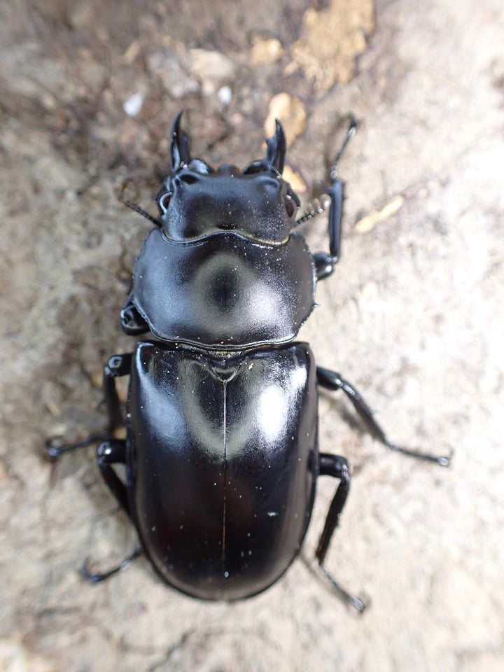 松本様専用分割残金分【WD】《雲南産ウエストウッディ亜種カズミアエ ♀単 A’品》