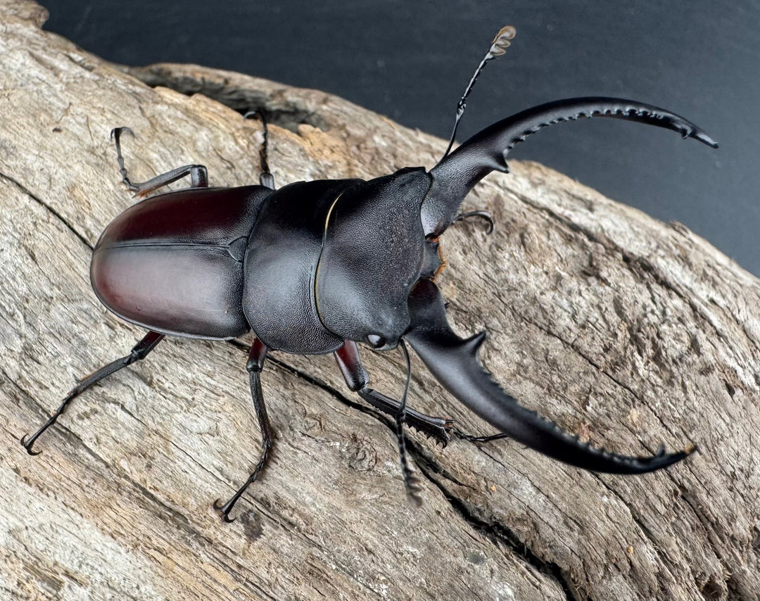 【WD】《アンドレアスノコギリヒラタ 中国産 51.5mm ペア》