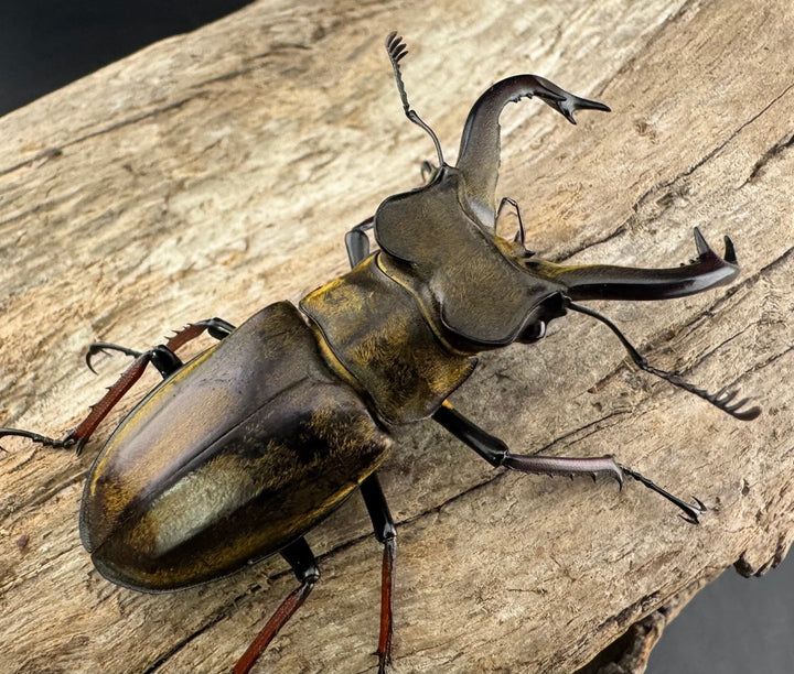 【WD】《チェンミヤマ メトク産 54.5mm ペア》