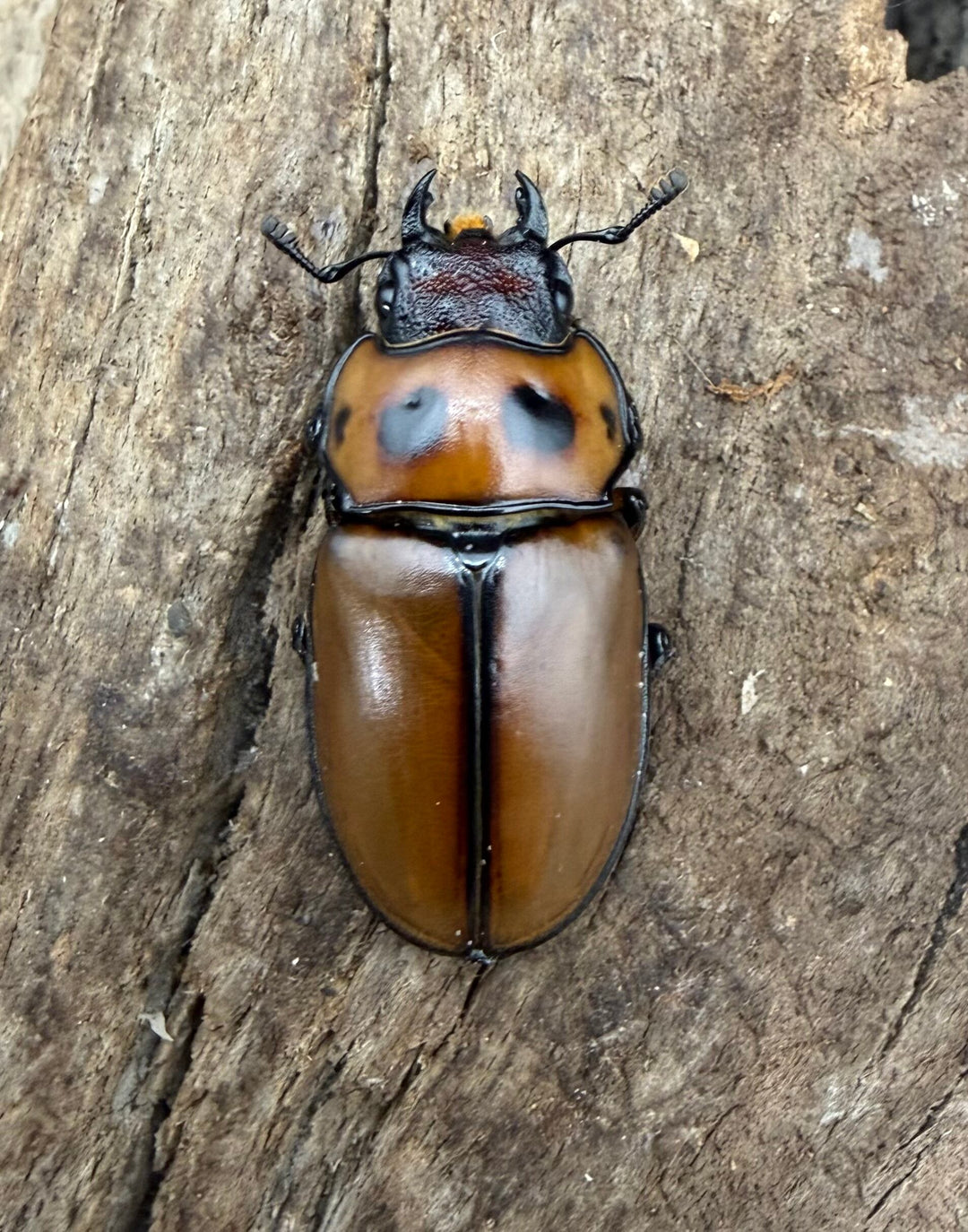 【WF4】《グラディアトールメンガタクワガタ 40mm ♂♀♀トリオ》