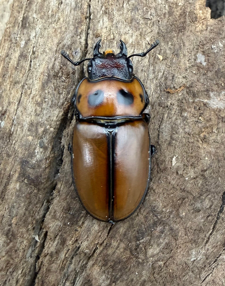 【WF4】《グラディアトールメンガタクワガタ 40mm ♂♀♀トリオ》