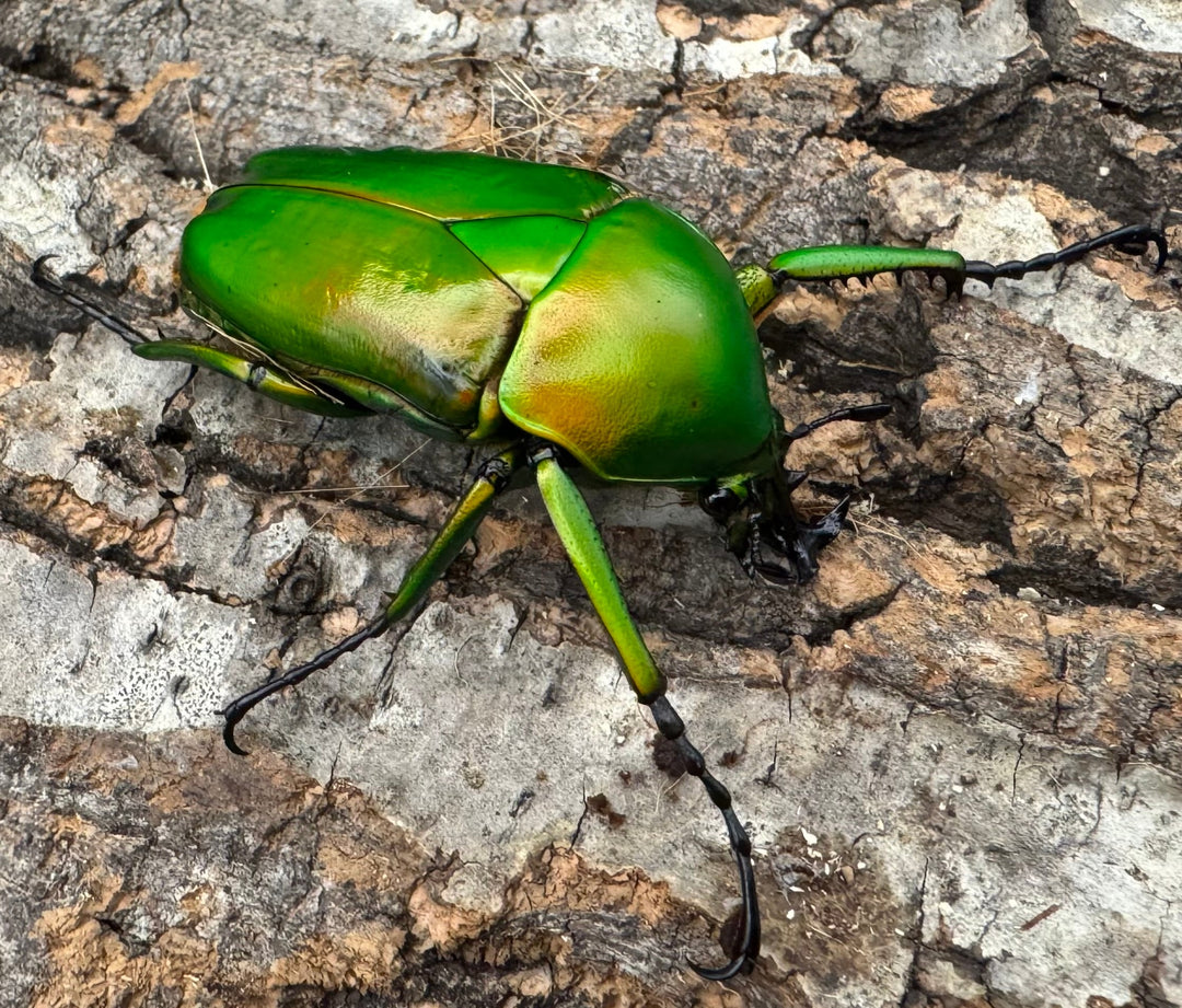 《ミカンスオオツノカナブン 45mm ペア》