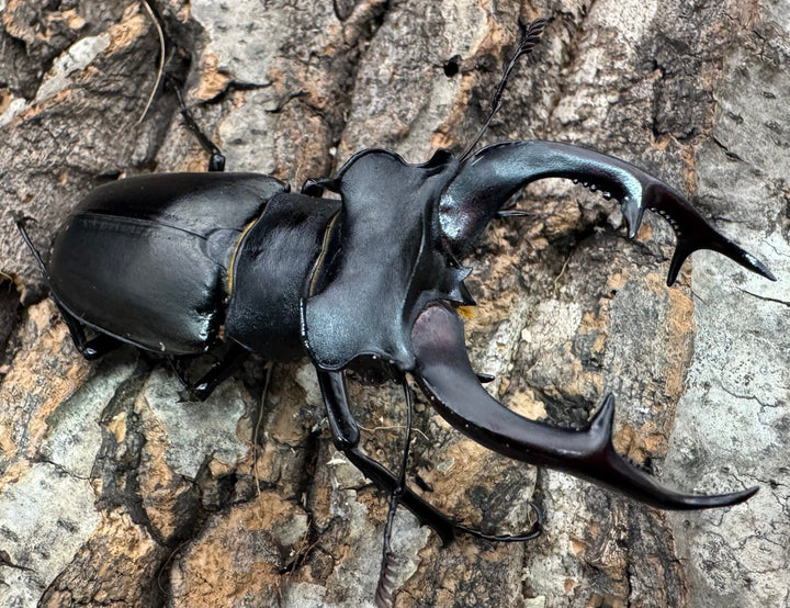 《アクベシアヌスミヤマ 80mm B品ペア》