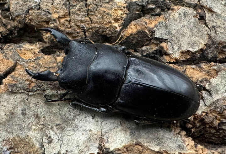 【WD】短歯《ブッダノコギリ ミンダナオ島産 34.5mm ペア》