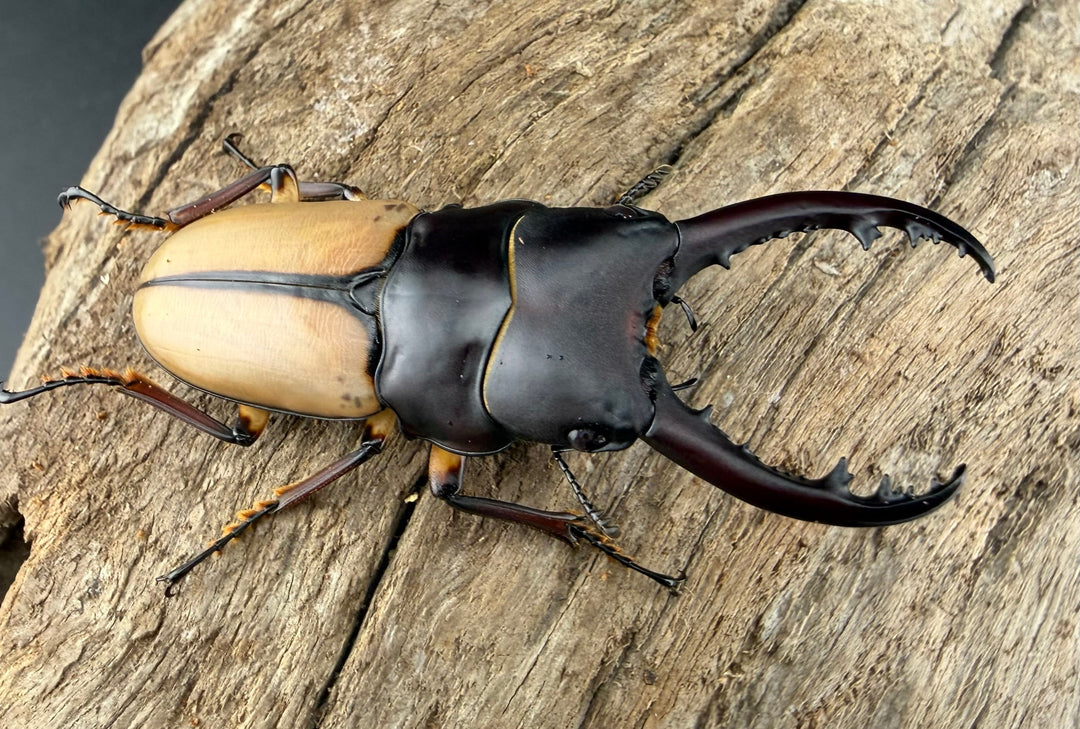 【WF4】《ブルイジンノコギリ原名亜種 50.5mm ペア》