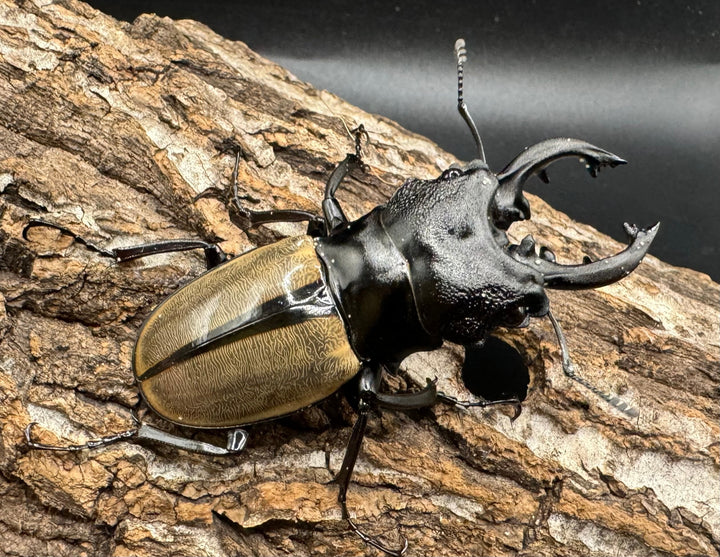 【WD】《ルデキンツヤクワガタ 70mm ペア》