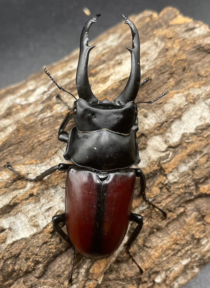 【WD】《雲南産ドンキエルコクワ原名亜種 73mm ペア》