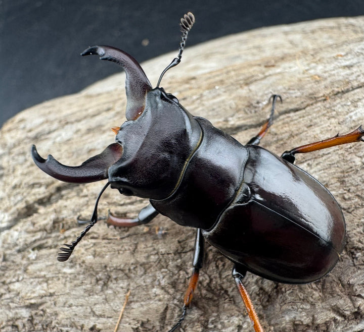 【WD】《イミタトールミヤマ（イミテーターミヤマ） 40mm ペア》