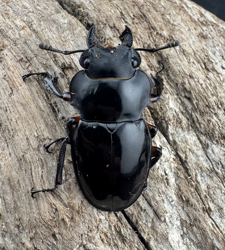 【WD】《インペリアリスツヤ亜種komorii リサル産 67.5mm ペア》