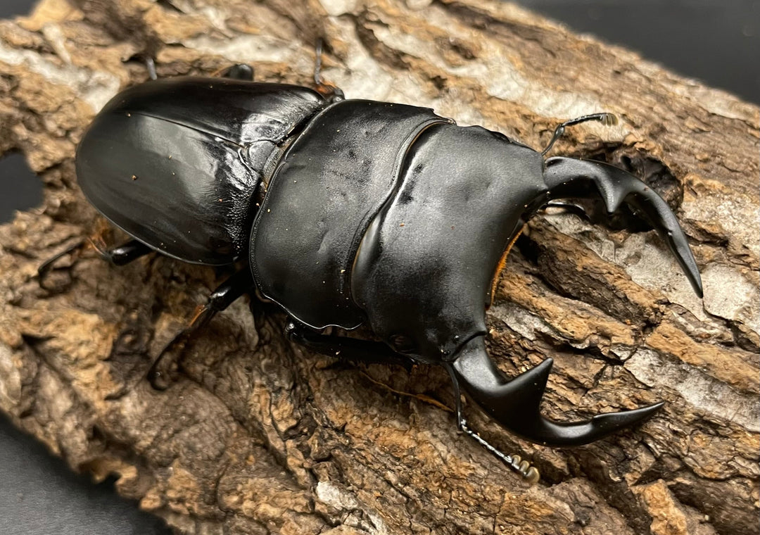 《インドグランディス亜種moriyai Garda95.0血統 77mm ペア》