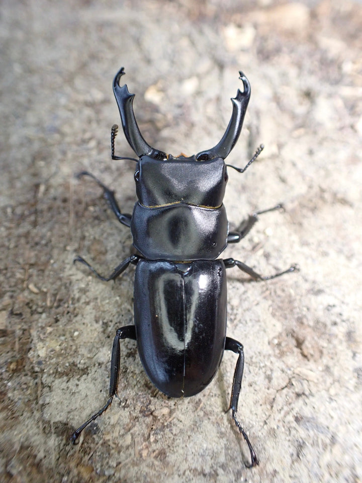 【WD】超貴重《ドルクスリョフssp. 34mm ペア》