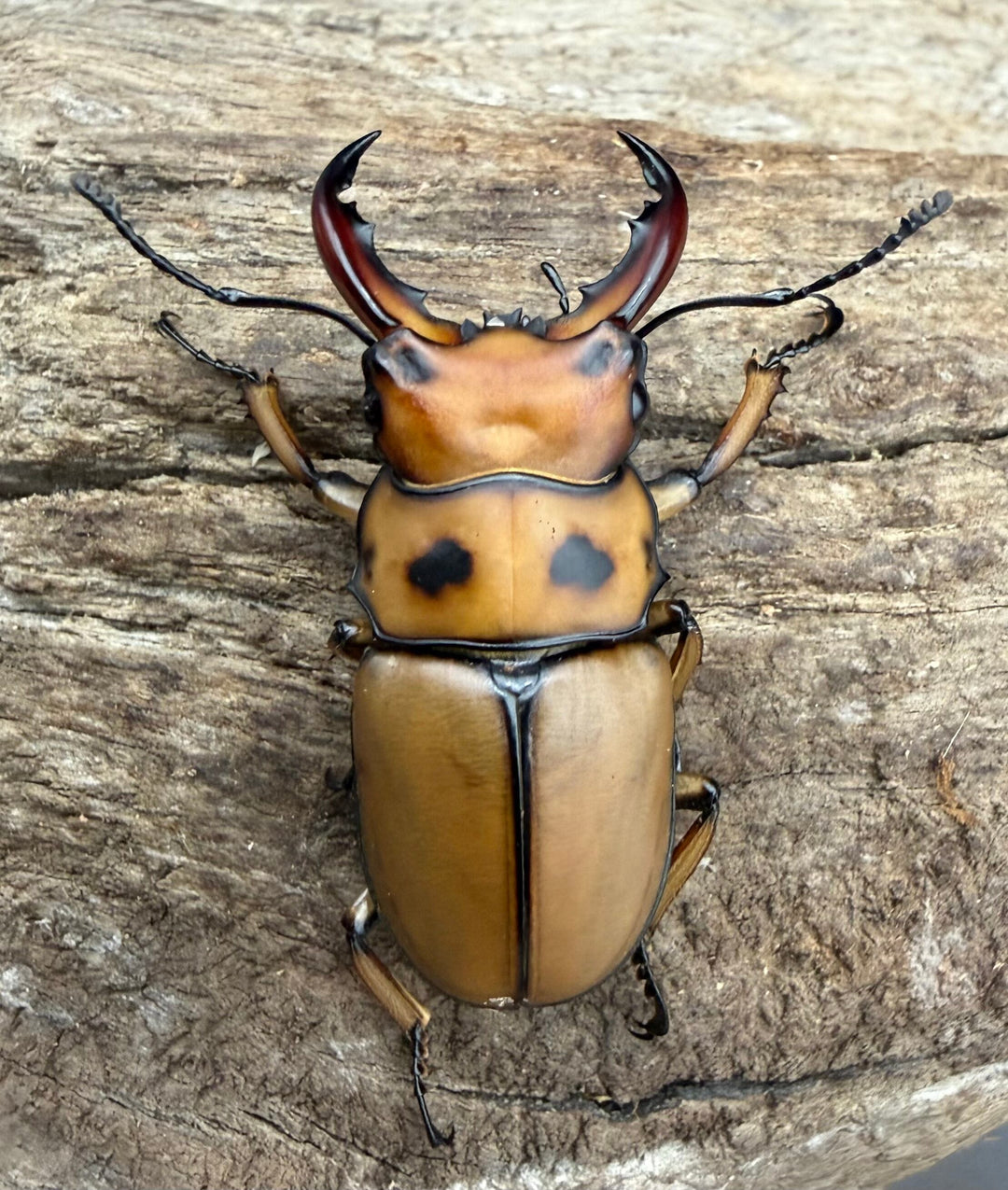 【WF4】《グラディアトールメンガタクワガタ 40mm ♂♀♀トリオ》