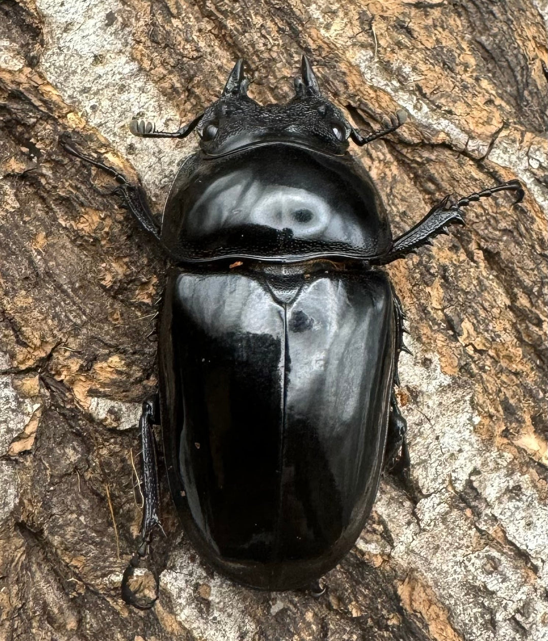 《タランドゥスオオツヤクワガタ 66mm ペア》