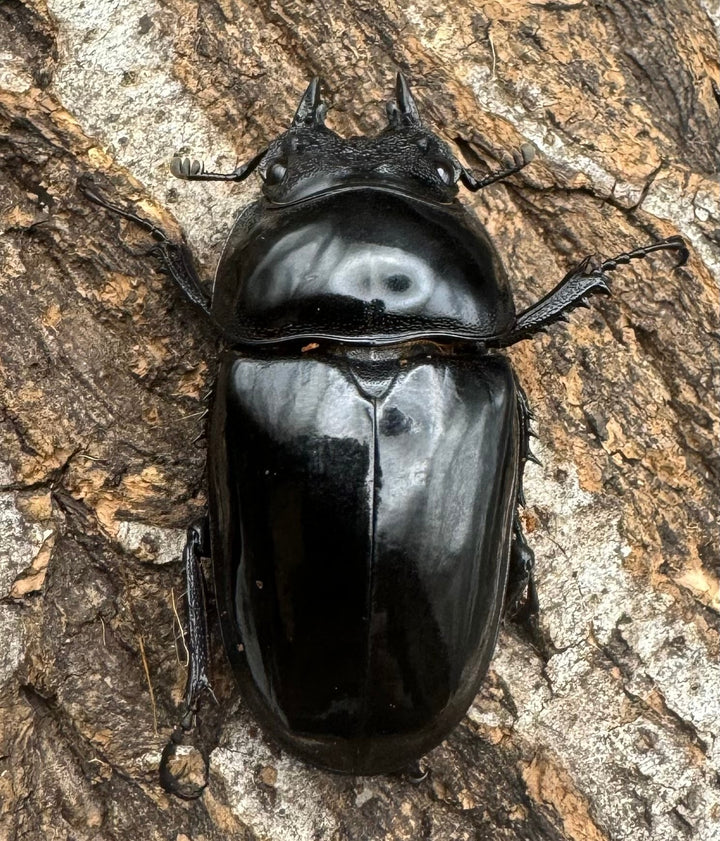 《タランドゥスオオツヤクワガタ 66mm ペア》