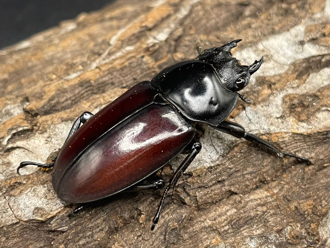《アローコクワ亜種リエン 64mm ♂♀♀トリオ》