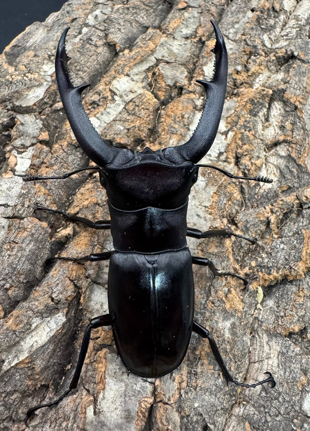 【WD】《マンディブラリスフタマタ 92mm A'品ペア》