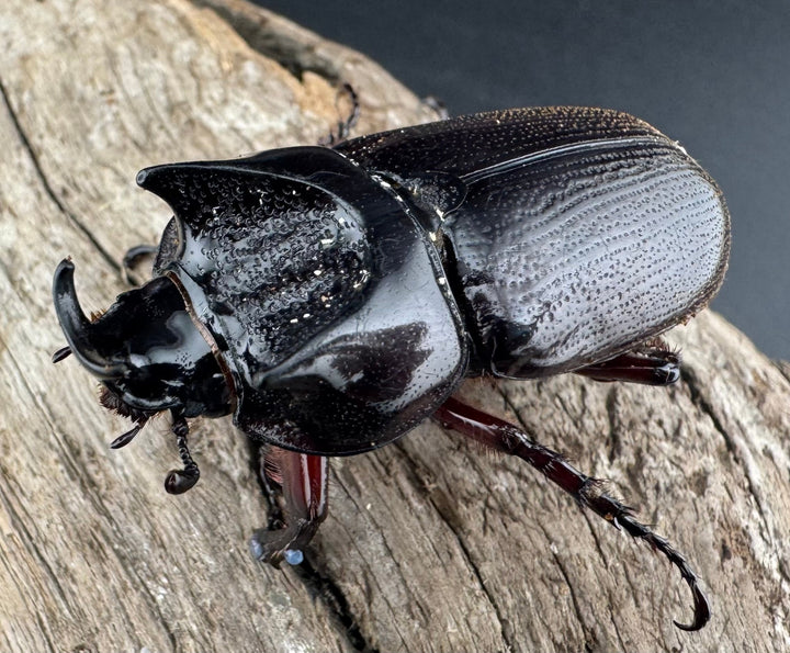 【WD】《ヒラズツツサイカブト 47mm ペア》