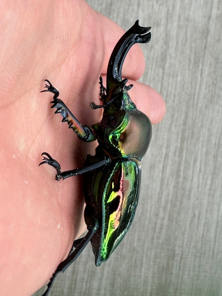 《ニジイロクワガタ レコード同腹ライン（アウト） 幼虫3頭セット》