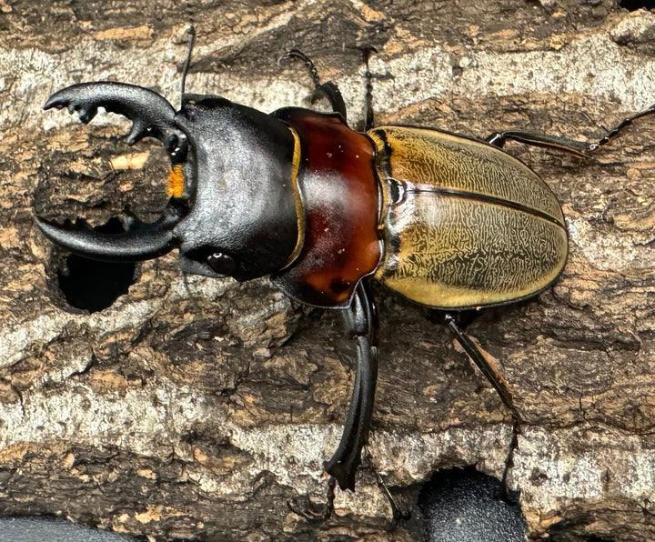 【WD】《ゾンメルツヤクワガタ 58mm ペア》