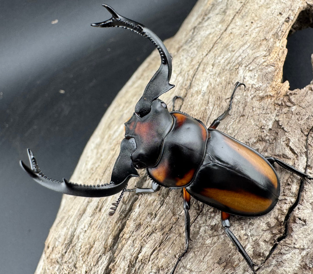 【WD】《スペキオススシカクワガタ 56mm ペア》