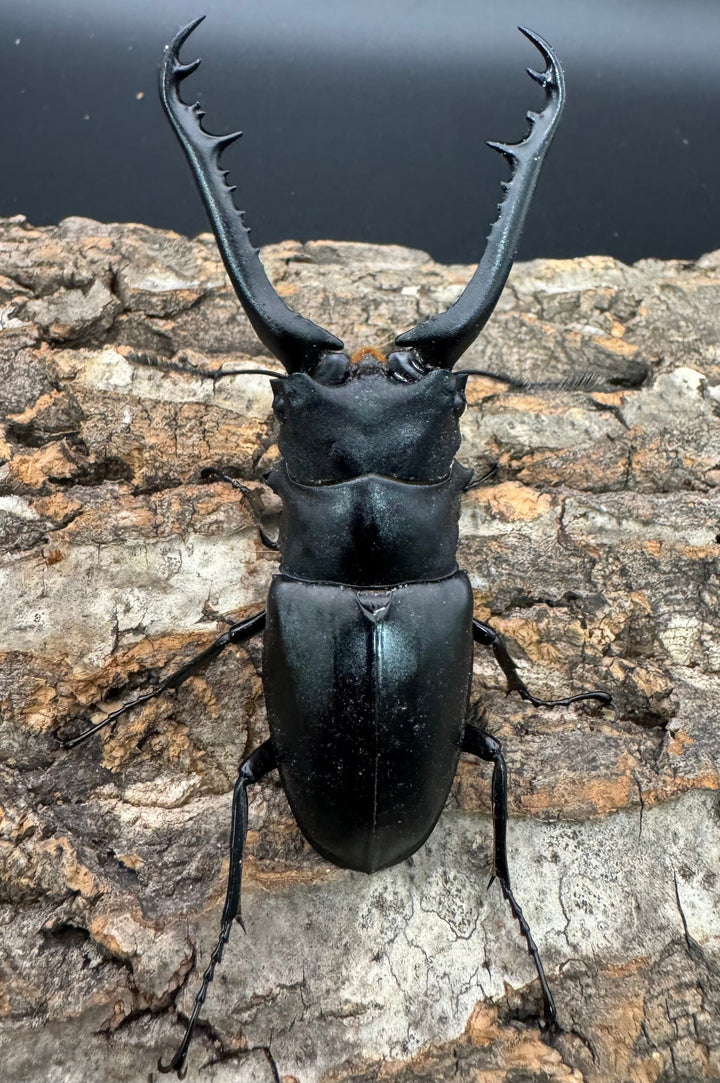 即ブリ《ギラファノコギリ亜種ケイスケ 90mm ペア》