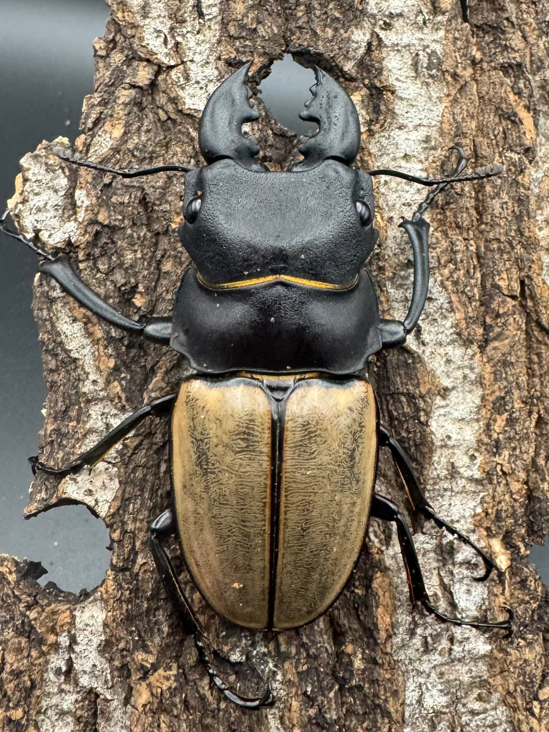 【WD】《カステルナウディツヤクワガタ 72ｍｍ ペア》