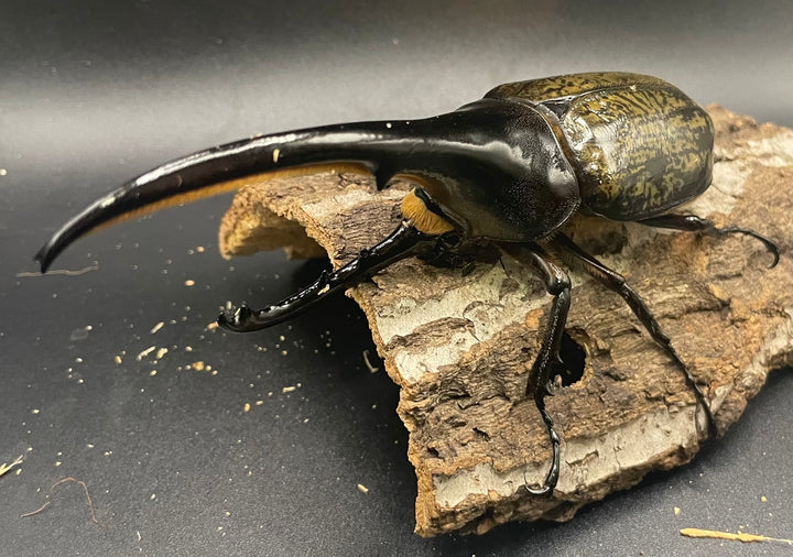 《ヘラクレス・ヘラクレス 145mm ペア》