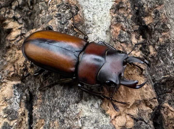 【WD】《エレガントゥルスコクワ原名亜種 Free ペア》