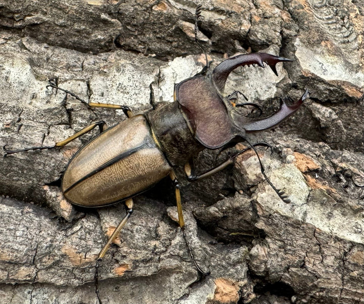 【WD】《デラバイミヤマ 45.5mmペア》