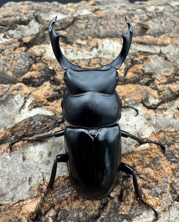 【WD】《セメノウコクワ 会東産 48mm ペア》