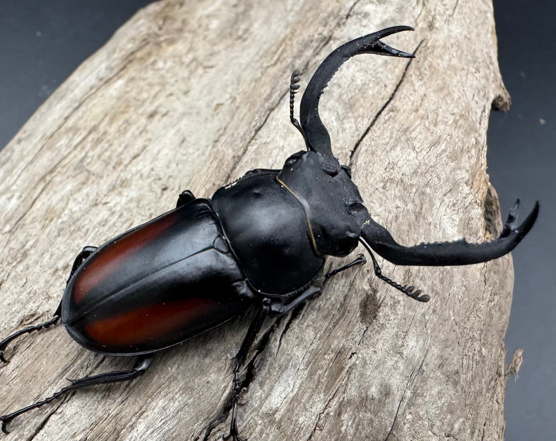 【WF4】《海南シカクワガタ 50mm ペア》