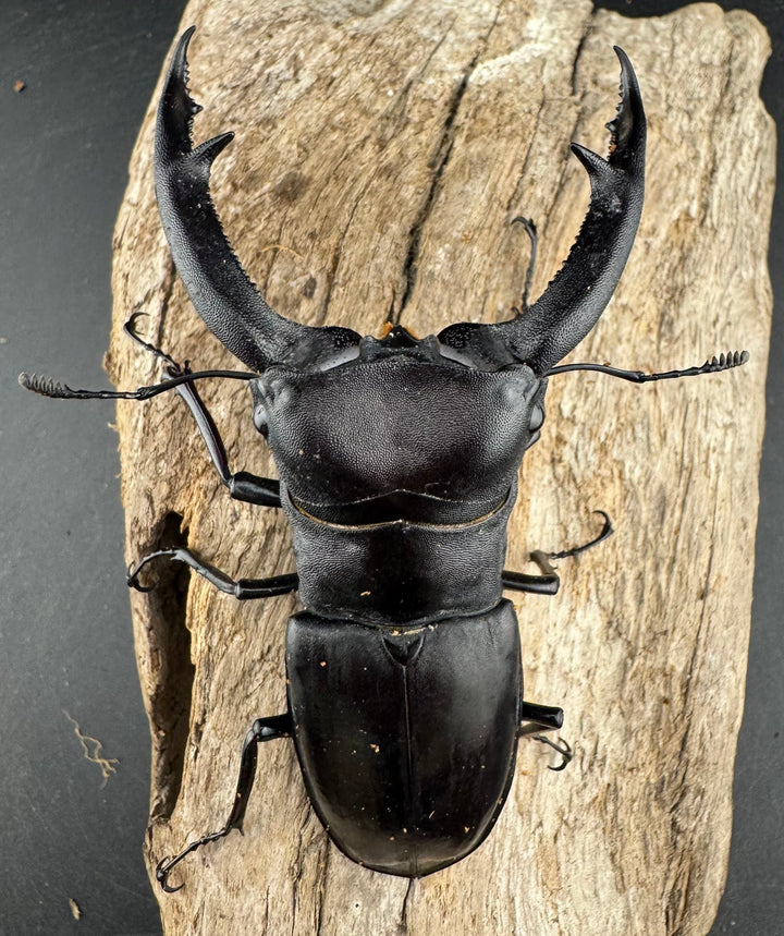 【WD】《マンディブラリスフタマタ 102.5mm A’品ペア》