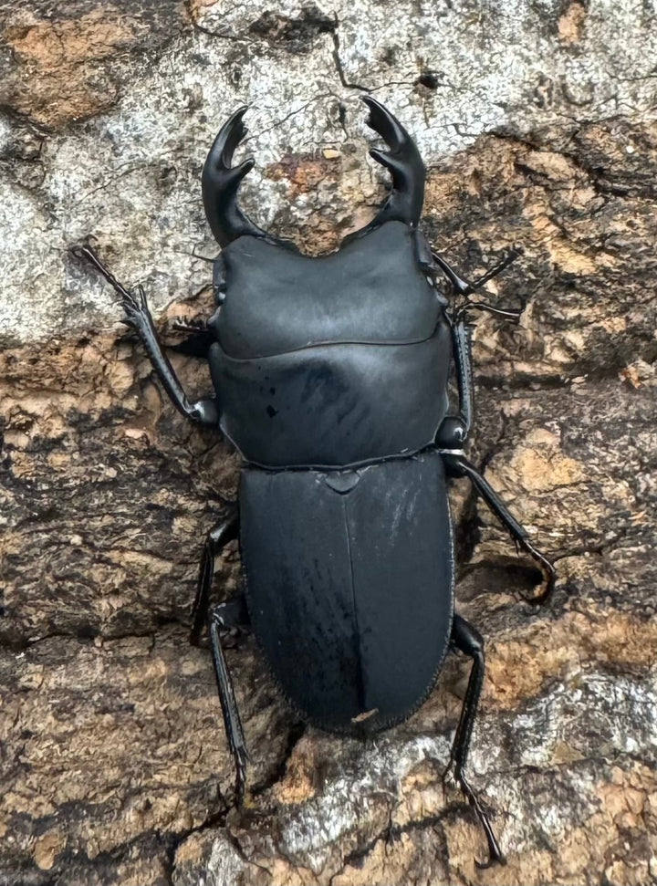 【WF2】《メタドルクス ロトゥンダトゥス ♂♀♀トリオ》