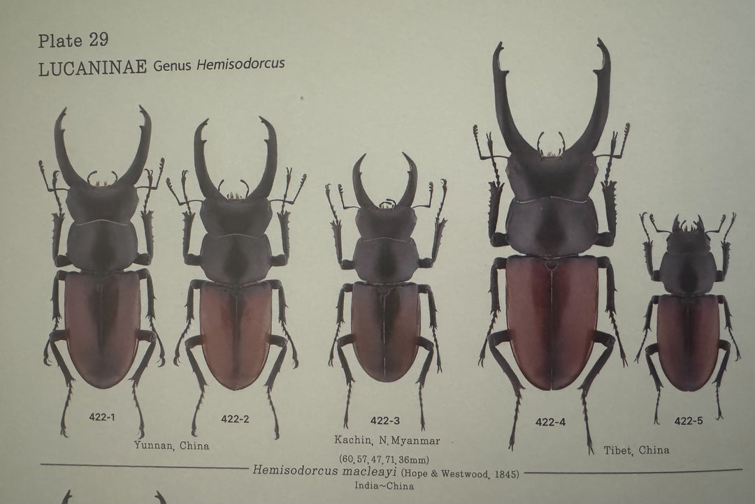 【WD】《マクレイコクワ 45mm ♂♀♀トリオ》